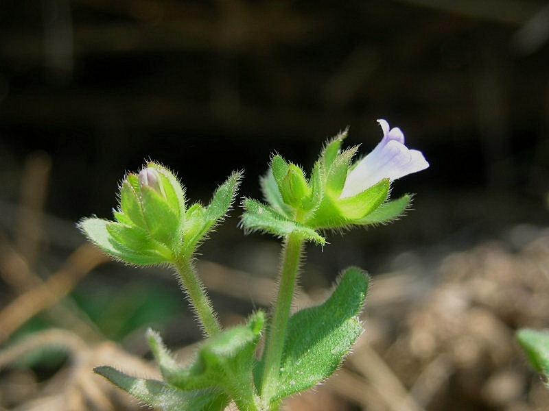 Campanula erinus L. / Campanula minore